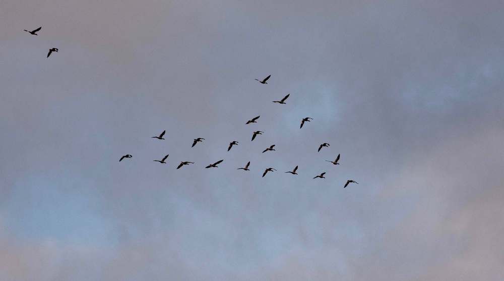Oiseaux migrateurs1