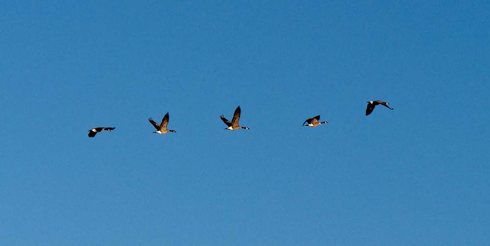2018-09-26_0071_c_Yannick_Boschat Canards volants